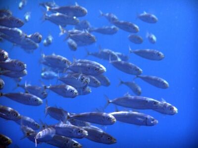 fish school taken at the Azore - no flash or enhancement by David Abecasis 