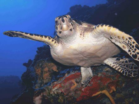 Turtle on Wall in Cozumel . . .Dec. 2005 by Jonathan Pardys 