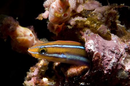SmiLY FiSh,sulawesi 05,nikon d70 by Marco Wannenmacher 