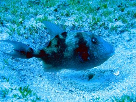 female triggerfish on a nest, turkey, kash by Gordana Zdjelar 