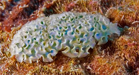 Lettuce Sea Slug shot when diving Ol Blue, Bonaire. by Jessica Vasale 