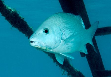 Gray snapper under the pier. Shot with Nikon D100 with 17... by Maryke Kolenousky 
