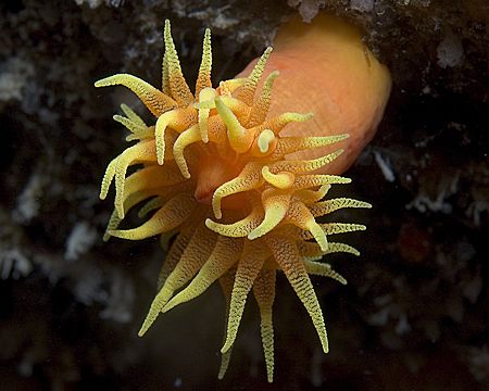 Orange Cup Coral, 105mm from Hawaii by James Kashner 