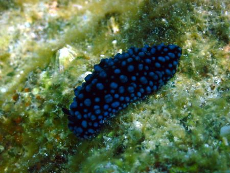 Taken at Sipadan, East Malaysia by Dennis Siau 
