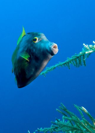 Whitespotted filefish by Maryke Kolenousky 