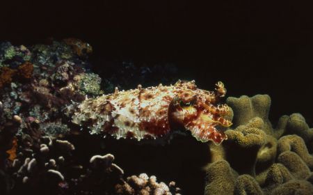 Night stalker, a cuttle fish displays himself above the reef by Jerry Hamberg 