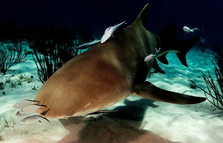 Lemon Shark-Bahamas
D2x 15mm by Rand McMeins 