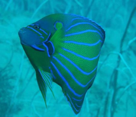 "Taking A Peek"
Koh Chang Thailand
Off Island Boat Dive by John Dillon 