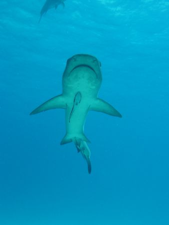 Shark Feeding (Great Barrier Reef) by Bruno Santos 