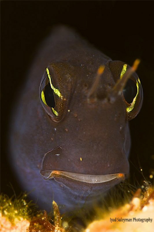 Blenny from Jordan by Iyad Suleyman 