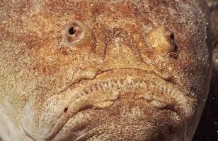Does it make you remember someone ? Starglaser, Foumigues... by Jean-claude Zaveroni 
