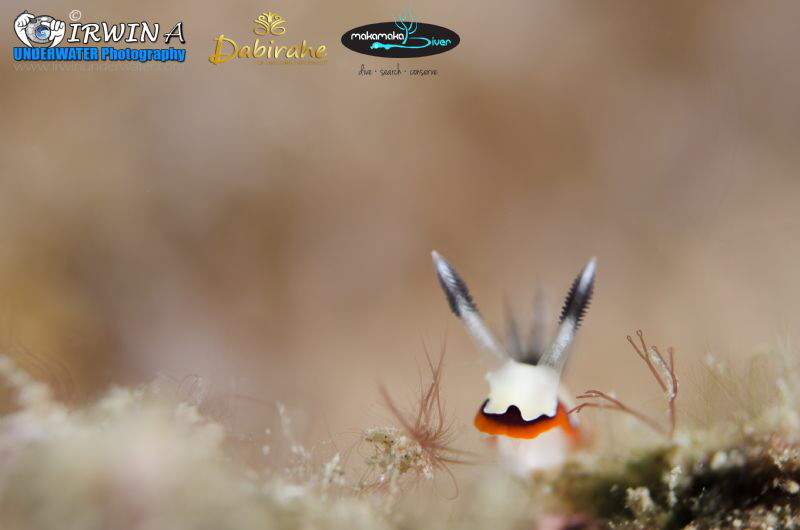 B U N N Y
Nudibranch (Creamy chromodoris)
Lembeh Strait... by Irwin Ang 