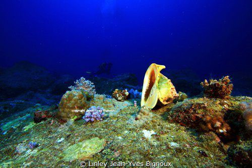 Grand Bay Mauritius 22 m ,Canon 7D DSLR/Ikelite housing 
... by Linley Jean-Yves Bignoux 