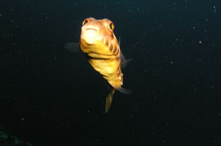 Puffer fish taken at the Azores islands by David Abecasis 