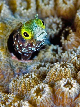 Secretary Blenny, Taken Grand Cayman. by Patrick Weir 