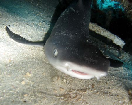 Juvenile nurse shark taken at Sipadan, East Malaysia by Dennis Siau 
