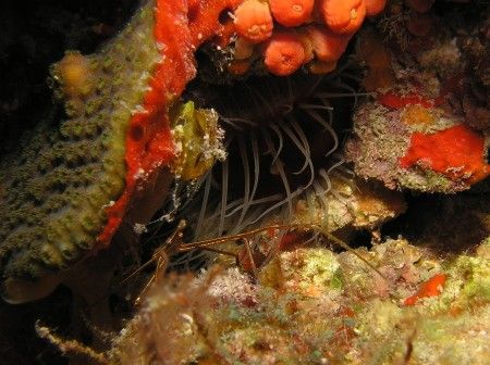 Bimini 2005 by John Brethauer 