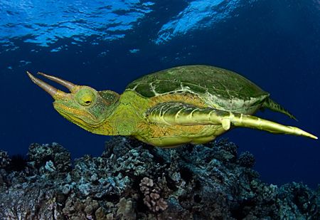 Rare Jackson's Green Sea Turtle - by Mike Roberts 
