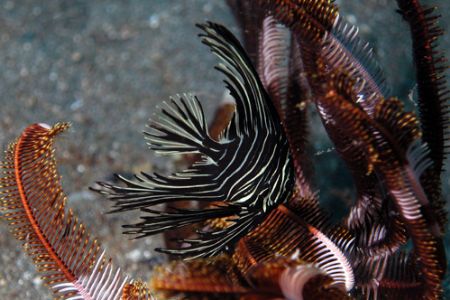 Lembeh Streit, North Sulawesi. Juvenilis bat fish. by Ugo Gaggeri 