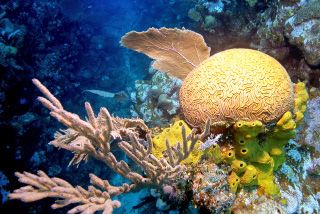 Roatan, Coolpix 5000 by Larry Polster 