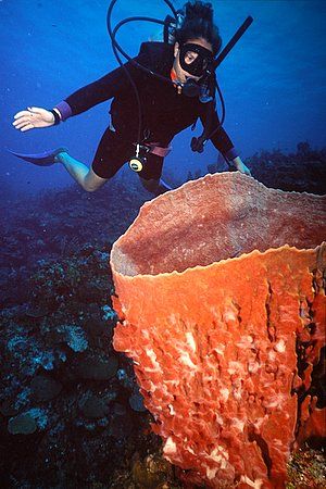 Roatan, Honduras. by Shawn Jackson 
