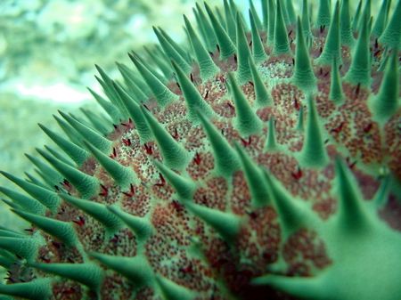 Crown of Thorns - North shore ~35' no strobe. by Glenn Poulain 