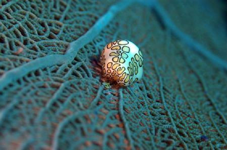 Flamingo Tongue Cowrie, Peter Island, British Virgin Isla... by Mark Smith 