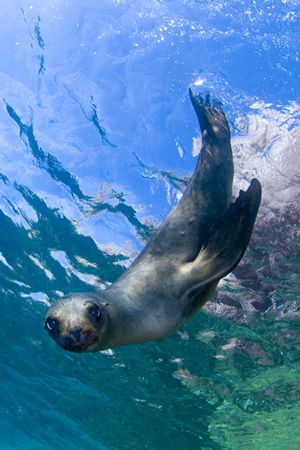You lookin' at ME?

Los Islotes, Sea of Cortez
Fuji S2... by Richard Horn 