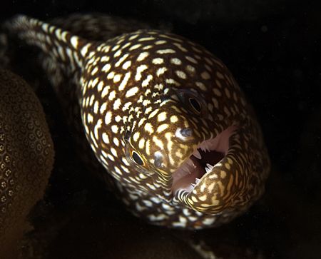 Tiny Moray Eel peering out from the darkness, 60mm, Hawaii by James Kashner 