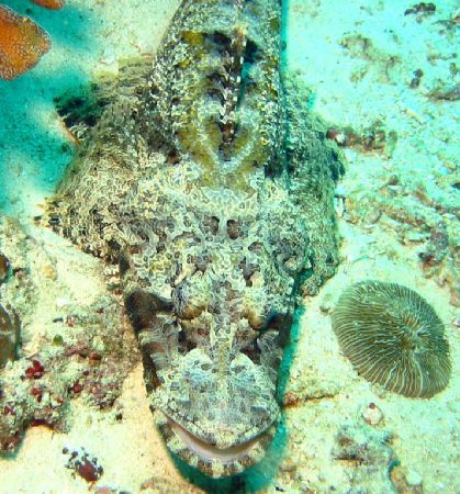 "Crocodilefish" taken at Sipadan, East Malaysia by Dennis Siau 