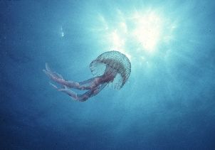 Jellyfish aiming to the sun; Blue coast, Marseille, Medit... by Jean-claude Zaveroni 
