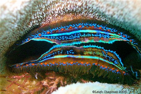 "Fashionista clam". Beqa, Fiji. 2005. Sea & Sea DX8000. B... by Leigh Chapman 