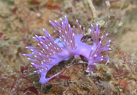Flabellina affinis - only internal flash. Faro, south Por... by David Abecasis 