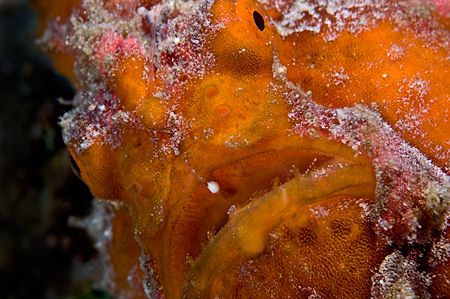 Just Another Pretty Face - 105mm South Maui by Mike Roberts 