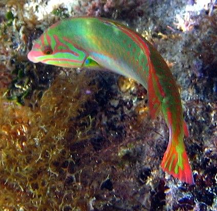Clown Wrasse. A95 Canon by Robert Verkoeyen 