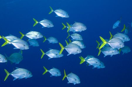 School of jacks. Turks & Caicos by Andy Lerner 