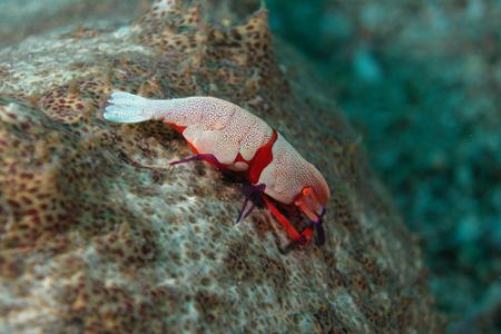 Lembeh Strait, North Sulawesi. Periclemenes Imperator in ... by Ugo Gaggeri 