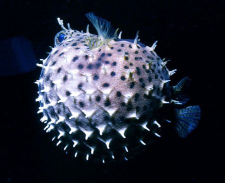 A Blowfish goes "wheels up". Night dive. Caribbean. Nikon... by Leigh Chapman 
