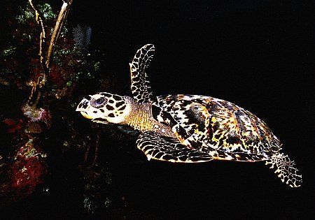 Roatan, Honduras. night dive. by Shawn Jackson 