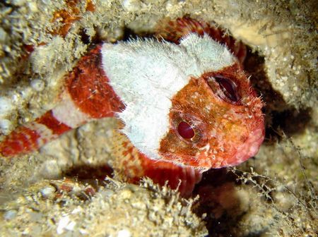 Juvenile scorpionfish...shot during night dive ~30' North... by Glenn Poulain 