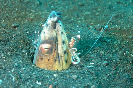 Lembeh streit, North Sulawesi. by Ugo Gaggeri 
