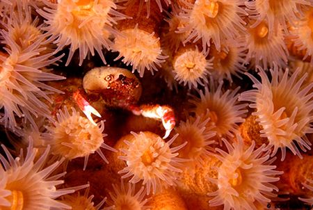 Small crab hides in camo. Barkely Sound, B.C. Canada
D70 by Rand McMeins 