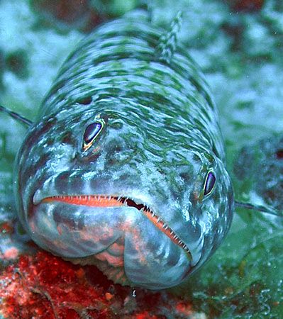 Lizardfish BVI, I've swam passed these so many times wito... by Anna Kinnersly 