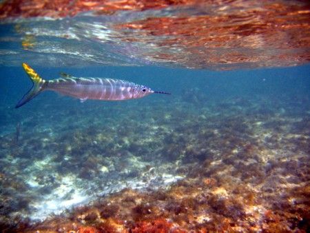 Ballyhoo. Canon a95. Notice the reflection of the reef on... by Robert Verkoeyen 