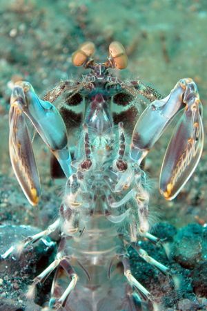 Lembeh Streit, North Sulawesi. by Ugo Gaggeri 