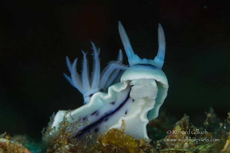 Chromodoris Williani-Lembeh by Richard Goluch 