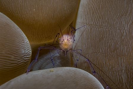 bubble keeper II,sulawesi 05,nikon d70 by Marco Wannenmacher 