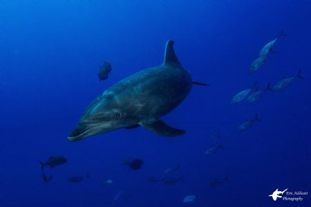 Bottlenose Dolphin taken with Sony RX-100 at Socorro Isla... by Eric Addicott 
