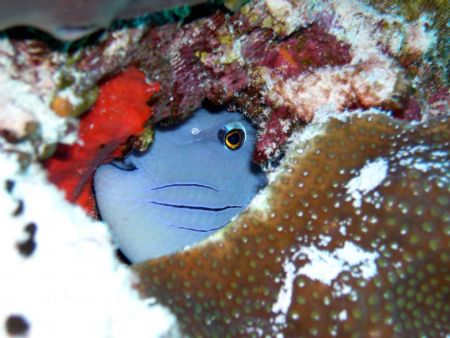 Hiding in the coral. Nikon Coolpix 4300 with built in flash by Jonathan Pardys 