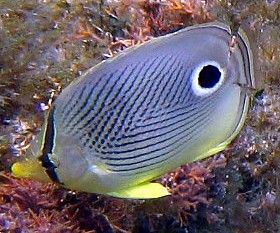 Four eyed Butterfly fish by Robert Verkoeyen 